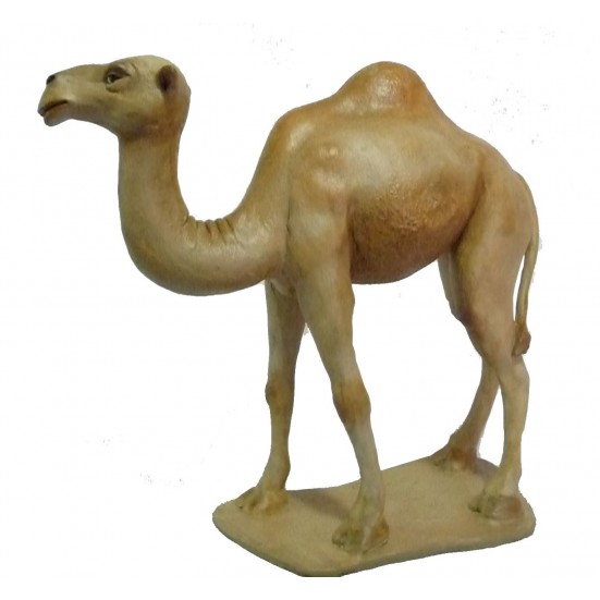 Camello en Pié Nº 7